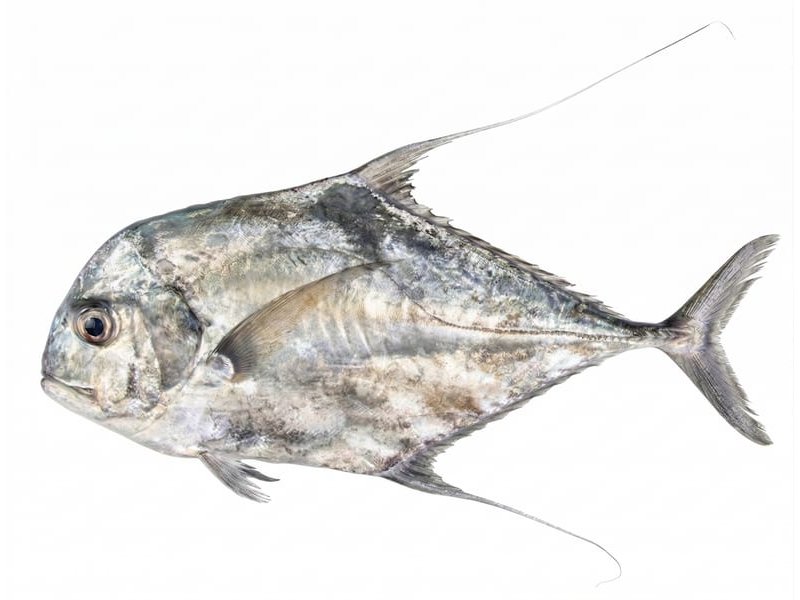 Itohiki-Aji